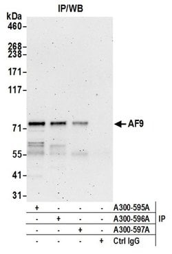 AF9 Rabbit anti-Human, Mouse, Polyclonal, Bethyl Laboratories 100 &mu;L;