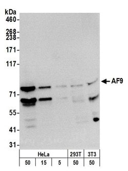 AF9 Polyclonal Antibody, Bethyl Laboratories:Antibodies:Primary Antibodies