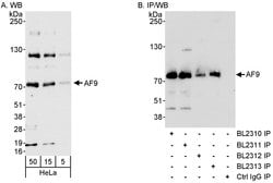 AF9 Rabbit anti-Human, Polyclonal, Bethyl Laboratories 100 &mu;L; Unconjugated:Antibodies,
