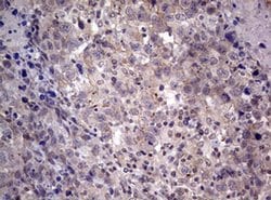AFAP1 Monoclonal Antibody (OTI2G9), TrueMAB , OriGene 100 &mu;L; Unconjugated:Antibodies,