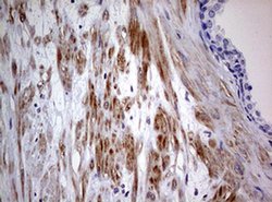 AFAP1 Monoclonal Antibody (OTI2G9), TrueMAB , OriGene 100 &mu;L; Unconjugated:Antibodies,