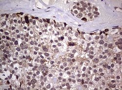 AFAP1 Monoclonal Antibody (OTI2G9), TrueMAB , OriGene 100 &mu;L; Unconjugated:Antibodies,