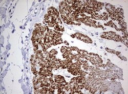 AFAP1 Monoclonal Antibody (OTI2G9), TrueMAB , OriGene 100 &mu;L; Unconjugated:Antibodies,