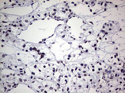 AFAP1 Monoclonal Antibody (OTI2G9), TrueMAB , OriGene 100 &mu;L; Unconjugated:Antibodies,