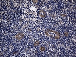 AFAP1 Monoclonal Antibody (OTI2A3), TrueMAB , OriGene 30 &mu;L; Unconjugated:Antibodies,