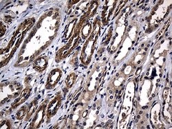 AFAP1 Monoclonal Antibody (OTI2A3), TrueMAB , OriGene 30 &mu;L; Unconjugated:Antibodies,