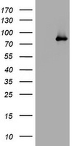 AFAP1 Monoclonal Antibody (OTI2D1), TrueMAB , OriGene 100 &mu;L; Unconjugated:Antibodies,