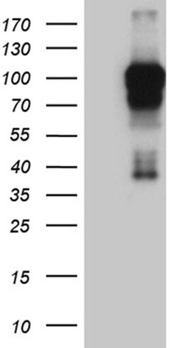 AFAP1 Monoclonal Antibody (OTI2A3), TrueMAB , OriGene 30 &mu;L; Unconjugated:Antibodies,