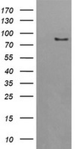 AFG3L2 Mouse anti-Human, Clone: OTI4B6, liquid, TrueMAB 100 &mu;L; Unconjugated:Antibodies,