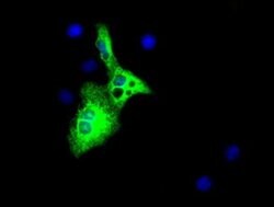 AFP Monoclonal Antibody (OTI2E2), TrueMAB , OriGene 100 &mu;L; Unconjugated:Antibodies,