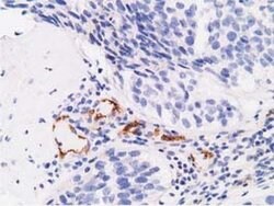 AFP Monoclonal Antibody (OTI1E8), TrueMAB , OriGene 100 &mu;L; Unconjugated:Antibodies,