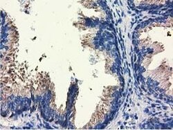 AFP Monoclonal Antibody (OTI1D1), TrueMAB , OriGene 30 &mu;L; Unconjugated:Antibodies,