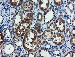 AFP Monoclonal Antibody (OTI1D1), TrueMAB , OriGene 30 &mu;L; Unconjugated:Antibodies,
