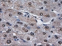 AFP Monoclonal Antibody (OTI2F11), TrueMAB , OriGene:Antibodies:Primary