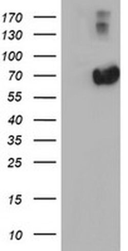 AFP Monoclonal Antibody (OTI2H7), TrueMAB , OriGene 100 &mu;L; Unconjugated:Antibodies,