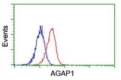 AGAP1 Monoclonal Antibody (OTI4E8), TrueMAB , OriGene 100 &mu;L; Unconjugated:Antibodies,