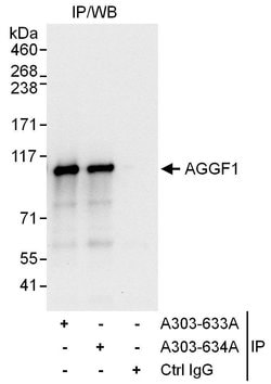 AGGF1 Rabbit anti-Human, Polyclonal, Bethyl Laboratories 10 &mu;L; Unconjugated:Antibodies,