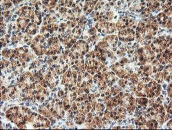 AGPAT5 Monoclonal Antibody (OTI2C4), TrueMAB , OriGene 30 &mu;L; Unconjugated:Antibodies,