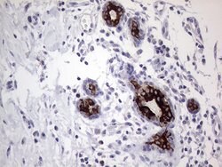 AGR2 Monoclonal Antibody (OTI3F2), TrueMAB , OriGene 100 &mu;L; Unconjugated:Antibodies,