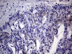 AGR2 Monoclonal Antibody (OTI3F2), TrueMAB , OriGene 100 &mu;L; Unconjugated:Antibodies,