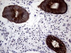 AGR2 Monoclonal Antibody (OTI3F2), TrueMAB , OriGene 100 &mu;L; Unconjugated:Antibodies,