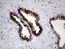 AGR2 Monoclonal Antibody (OTI3F2), TrueMAB , OriGene 100 &mu;L; Unconjugated:Antibodies,