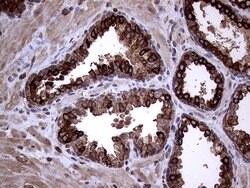 AGR2 Monoclonal Antibody (OTI5D8), TrueMAB , OriGene:Antibodies:Primary