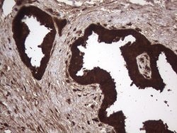 AGR2 Monoclonal Antibody (OTI5D8), TrueMAB , OriGene 100 &mu;L; Unconjugated:Antibodies,
