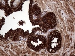 AGR2 Monoclonal Antibody (OTI5F1), TrueMAB , OriGene 100 &mu;L; Unconjugated:Antibodies,
