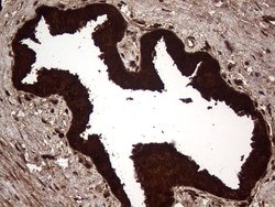 AGR2 Monoclonal Antibody (OTI5F1), TrueMAB , OriGene 100 &mu;L; Unconjugated:Antibodies,
