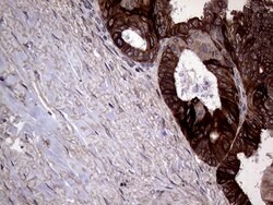 AGR2 Monoclonal Antibody (OTI5E10), TrueMAB , OriGene 100 &mu;L; Unconjugated:Antibodies,