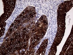 AGR2 Monoclonal Antibody (OTI5E10), TrueMAB , OriGene 100 &mu;L; Unconjugated:Antibodies,