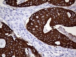 AGR2 Monoclonal Antibody (OTI5E10), TrueMAB , OriGene 100 &mu;L; Unconjugated:Antibodies,