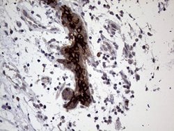 AGR2 Monoclonal Antibody (OTI2B10), TrueMAB , OriGene 100 &mu;L; Unconjugated:Antibodies,
