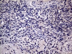 AGR2 Monoclonal Antibody (OTI2B10), TrueMAB , OriGene 100 &mu;L; Unconjugated:Antibodies,