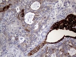 AGR2 Monoclonal Antibody (OTI2B10), TrueMAB , OriGene 100 &mu;L; Unconjugated:Antibodies,