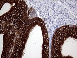 AGR2 Monoclonal Antibody (OTI2B10), TrueMAB , OriGene 100 &mu;L; Unconjugated:Antibodies,