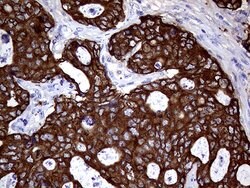 AGR2 Monoclonal Antibody (OTI2B10), TrueMAB , OriGene 100 &mu;L; Unconjugated:Antibodies,