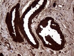 AGR2 Monoclonal Antibody (OTI2B10), TrueMAB , OriGene:Antibodies:Primary