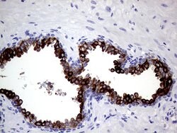 AGR2 Monoclonal Antibody (OTI1H8), TrueMAB , OriGene 100 &mu;L; Unconjugated:Antibodies,
