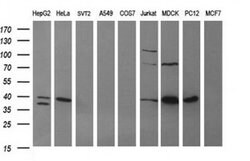 ARG2 Mouse anti-Canine, Human, Rat, Clone: OTI3G5, TrueMAB , Origene 30
