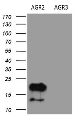 AGR2 Monoclonal Antibody (OTI3F2), TrueMAB , OriGene 100 &mu;L; Unconjugated:Antibodies,