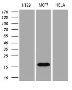 AGR2 Monoclonal Antibody (OTI3F2), TrueMAB , OriGene 100 &mu;L; Unconjugated:Antibodies,