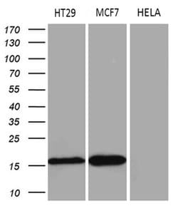 AGR2 Monoclonal Antibody (OTI5D8), TrueMAB , OriGene:Antibodies:Primary