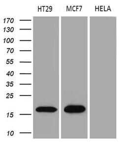 AGR2 Monoclonal Antibody (OTI3B5), TrueMAB , OriGene 30 &mu;L; Unconjugated:Antibodies,