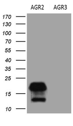 AGR2 Monoclonal Antibody (OTI5F1), TrueMAB , OriGene 100 &mu;L; Unconjugated:Antibodies,