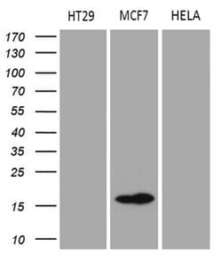 AGR2 Monoclonal Antibody (OTI5F1), TrueMAB , OriGene 100 &mu;L; Unconjugated:Antibodies,