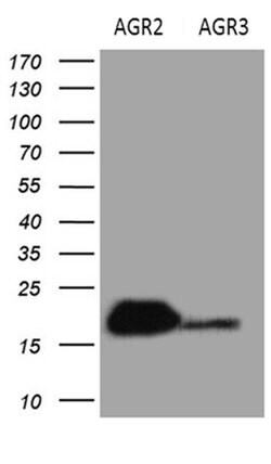 AGR2 Monoclonal Antibody (OTI5E10), TrueMAB , OriGene 100 &mu;L; Unconjugated:Antibodies,