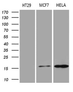 AGR2 Monoclonal Antibody (OTI5E10), TrueMAB , OriGene:Antibodies:Primary