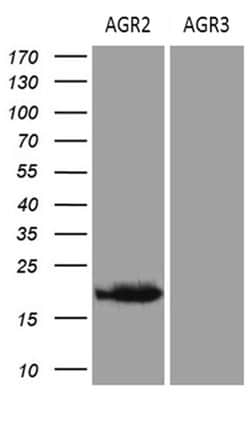 AGR2 Monoclonal Antibody (OTI2B10), TrueMAB , OriGene 100 &mu;L; Unconjugated:Antibodies,